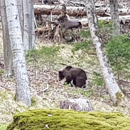 Iskaretreat Alpehytte *