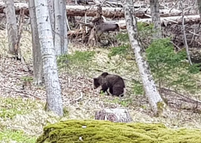 Iskaretreat Alpehytte *